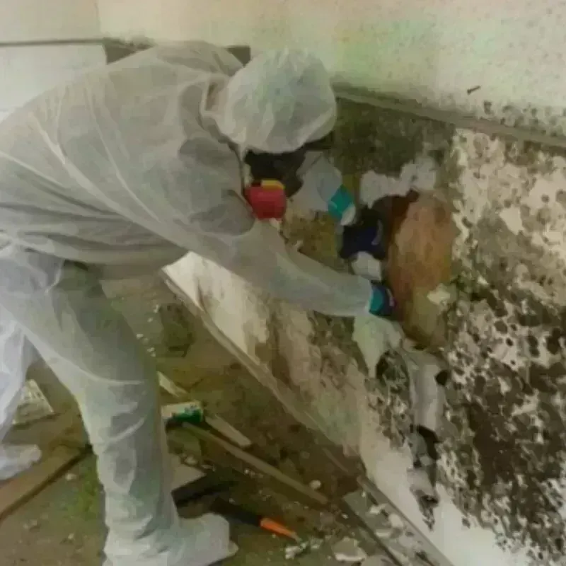 Mold Remediation and Removal in Bexley, OH